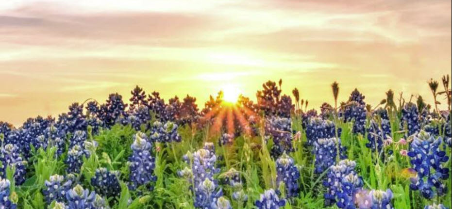A field of Texas bluebonnets at sunrise